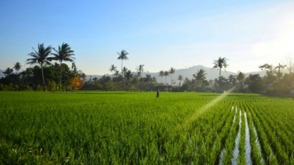 Potensi Wisata Desa / Eduwisata Pertanian